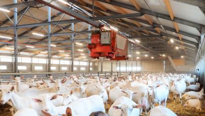 De agro-robot doseert zowel voer als stro in de stal.