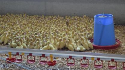 Het gaat om 100.000 dieren uit kwekerijen waar een besmettingshaard werd vastgesteld en om 104.000 die in de omgeving van die haarden preventief werden geruimd.