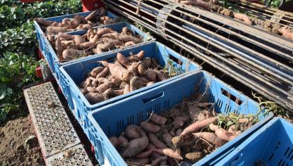 Ipomoea batatas is de wetenschappelijke naam van de zoete aardappel.