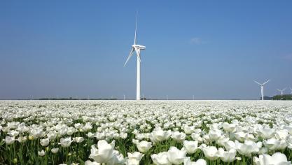 Zaterdag 16 januari is Nationale Tulpendag.