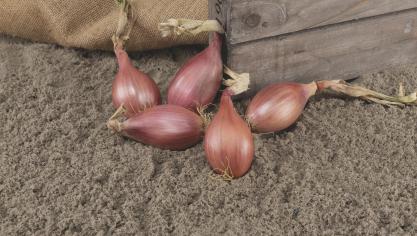 Na uitgebreid en meerjarig testen van ouderlijn-combinaties in hybride kruisingen is de hybride zaaisjalot Innovator als beste en meest stabiele kruising uitgekozen.