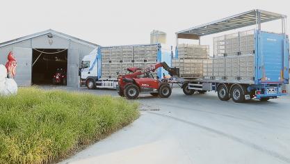 Vlaams Dierenminister Ben Weyts, de Vereniging van Industriële Pluimveeslachthuizen (VIP) en het Nationaal Verbond van Pluimveeslachthuizen en Uitsnijderijen (NVP) hebben nu een koudeprotocol vastgelegd met afspraken voor het laden, vervoeren en lossen van pluimvee bij erg koude temperaturen.
