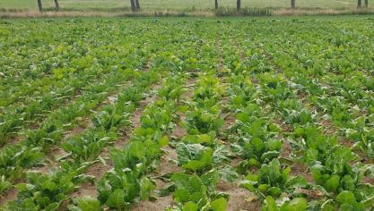 De proeven werden aangelegd in 5 centra, gelegen in volgende landbouwstreken: zand, leem, zandleem (2 veldproeven) en Condroz.