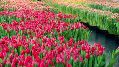 Deze week staan tulpen volop in de schijnwerpers.