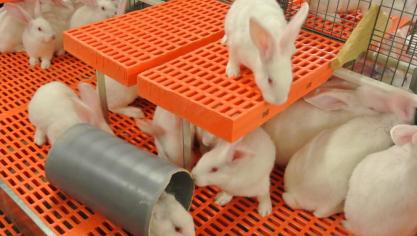 Dierenminister Weyts wil dat ook alle kweekkonijnen tegen 2025 verhuizen naar verrijkte parken.