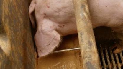 Deze varkens smullen van hun brijvoer.