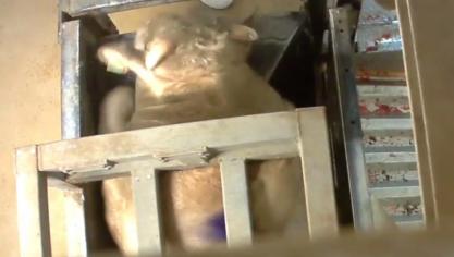 Animal Rights maakte in september 2017 undercoverbeelden die wantoestanden in het slachthuis van de groep Verbist blootlegden.