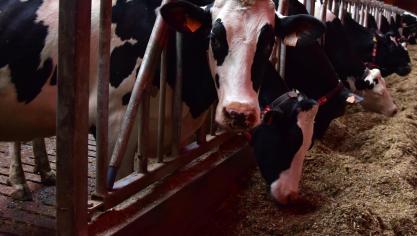 De lage dosering van Bovaer gaf 27% minder methaanuitstoot per kg voer wanneer het rantsoen geen maiskuil bevatte, tot 35% minder methaanuitstoot per kg voer bij het hoogste aandeel maiskuil.