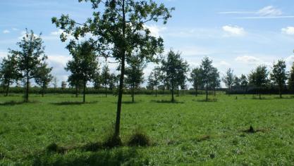 Land- en tuinbouwers kunnen rekenen op 75% terugbetaling als ze hun streekeigen plantmateriaal aankopen bij West-Vlaamse boomkwekers.