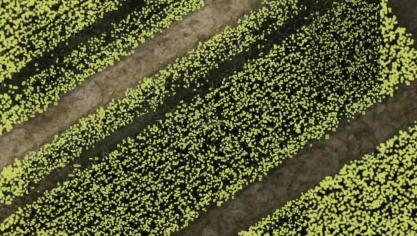Op deze foto, genomen door een drone, werden manueel alle aren aangeduid om het systeem te trainen.