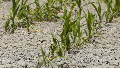 In 2020 konden land- en tuinbouwers voor de eerste keer een brede weersverzekering afsluiten.