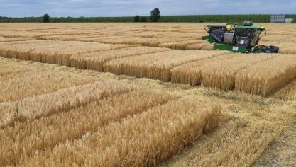 De proeven werden aangelegd in 7 centra, gelegen in volgende landbouwstreken: Polders (1), Zandstreek (1), Zand-leemstreek (1), Leemstreek (3) en Condroz (1).