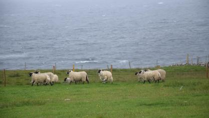 Het Verenigd Koninkrijk was in 2019 de grootste producent van schapen- en geitenvlees in de EU, met een productie van 308.000 ton, gevolgd door Spanje (127.000 ton) en Frankrijk (87.000 ton).