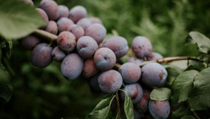 Hoewel de snoei bij steenfruit minder nauw luistert, zorgt een regelmatige snoeibeurt voor een betere oogst.