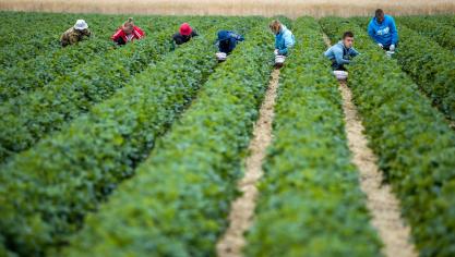 In de toekomst zullen niet- Europese seizoenarbeiders ook het sectorloon verdienen.