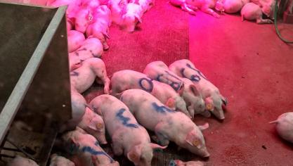 Het mengen van dieren, afkomstig van verschillende bedrijven, zorgt voor een verhoogd risico op een klinische uitbraak van App op bedrijven die endemisch besmet zijn met een hoogvirulente stam.