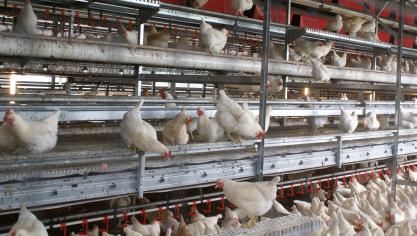 De H5N8-variant van het vogelgriepvirus heeft in Rusland voor het eerst ook mensen besmet.