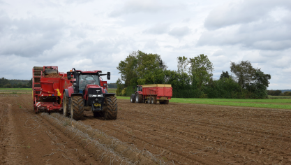 Op de 2 velden werd al bij al een mooie opbrengst gehaald van 44 ton/ha met weinig knollen in de bovenmaten.