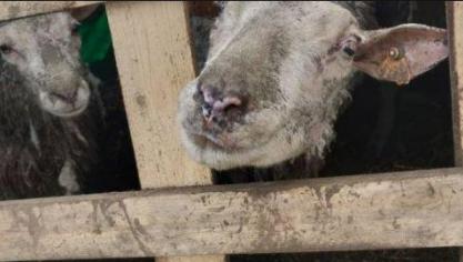 Het openbare ministerie vorderde een levenslang verbod op het houden van dieren voor de veeteler uit Bertem.