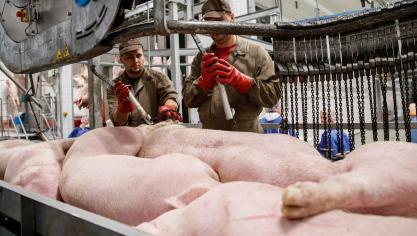 Het varkensslachthuis uit Tielt wil van 1,5 miljoen naar 2,4 miljoen varkens per jaar uitbreiden.