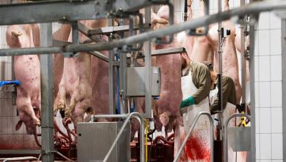 Over het hele jaar 2020 werden 11,2 miljoen varkens geslacht.