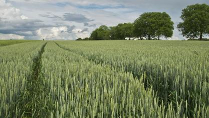 Het indexcijfer van de graanprijzen van de FAO lag gemiddeld 1,2 procent hoger dan in januari.