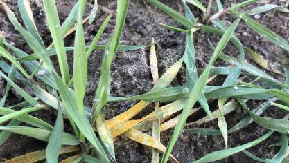 In Sint-Niklaas werd gele roest gespot op het gewas triticale.