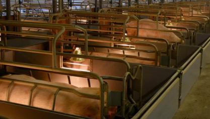 Het project ‘Weerbare varkens en boeren in Midden-West-Vlaanderen’ van Boerenbond met Inagro en Diergezondheid Vlaanderen wil inzetten op het correct toepassen van de bioveiligheidsvoorschriften en de gezondheidstoestand op de varkensbedrijven in Midden-West-Vlaanderen verhogen.