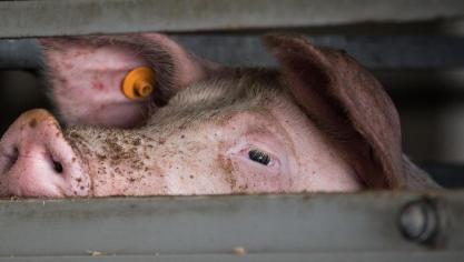 De maatregel zal naar verwachting meer dan 500 ondernemingen ondersteunen.