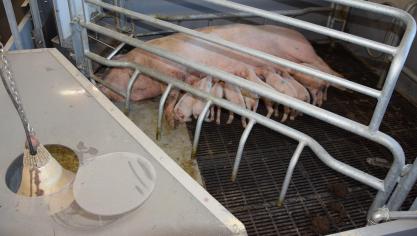 Een aantal zeugenhouders kiest resoluut voor vrijloopkraamhokken, omwille van persoonlijke voorkeuren, maar ook deels om te anticiperen op mogelijke wettelijke of commerciële/maatschappelijke druk in die richting.