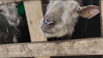 In Vlaanderen werden over heel 2020 4.109 dieren in beslag genomen na verwaarlozing.