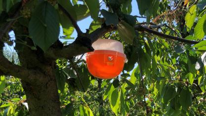 De gemeenten Borgloon en Hoeselt pakken de kersenvlieg aan via speciale vallen.