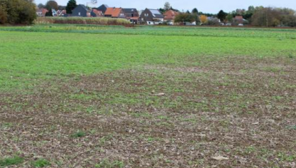 Van bij de opkomst was er een duidelijk verschil in ontwikkeling tussen de objecten, met een goede stand in de objecten met stalmest (achteraan) en compost en duidelijk de minste en de kleinste planten in de objecten met snippers (zowel hout als miscanthus) (vooraan op perceel).