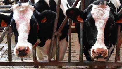 Amcra brengt een nieuw advies uit over het rationeel gebruik van antibiotica bij melkkoeien.