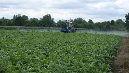 In de periode 2000-2010 zijn er heel wat landbouwers gestopt met voederbieten te telen omdat hun bieten waren aangetast met rhizoctonia.