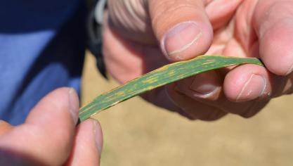 De gemiddelde schade van septoria bedraagt 1.700 kg per ha.