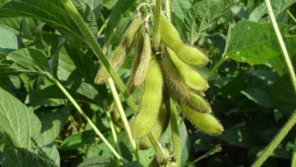 Wervel doet ook een pleidooi voor meer eigen plantaardige eiwitproductie, maar dan wel binnen een kader van grondgebonden landbouw zonder mestoverschot.