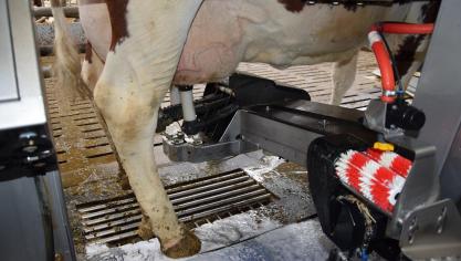 De Milcobel standaardprijs voor de melkleveringen van maart komt op 31 euro/100 l.