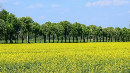 De Europese koolzaadprijs heeft een nieuw absoluut hoogtepunt bereikt.