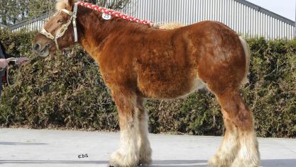 Cheops de la Saule (v. De Crulle van Douveren) van Harry Hesius uit Peer zorgt voor vreemd bloed en dat is nodig in de trekpaardenfokkerij.