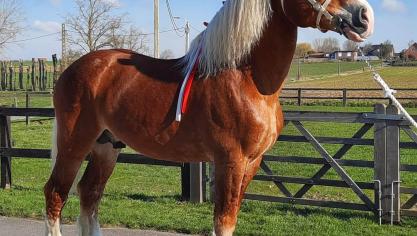 De 10-jarige Magic was de enige hengst die in zijn tweede keuringsjaar moest gekeurd worden.