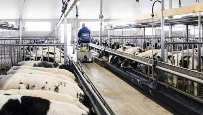 Kalverslachter Van Drie wil kalverhandelaar Van Dam overnemen.