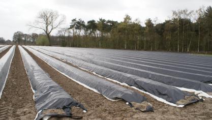 De keuringen van de percelen kunnen in Vlaanderen meegenomen worden in de kwaliteitskeuringen van de Nederlandse keuringsdiensten.