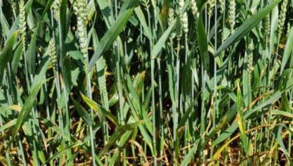 Inatreq active biedt een excellente bestrijding van septoria op T1.
