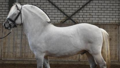 De 4-jarige Thor Van de Landweg kreeg de meeste punten in de virtuele hengstenkeuring.