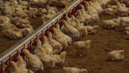 Het verplaatsen van alle pluimvee, andere vogels en broedeieren is er verboden.