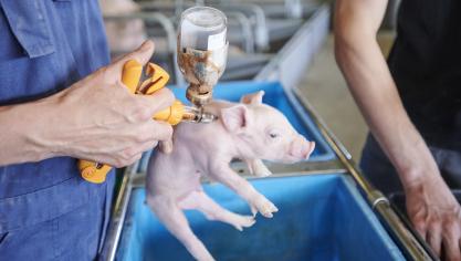 Tip bij vaccinatie: Gebruik D3-naalden. Die zijn opspoorbaar aan de slachtlijn.
