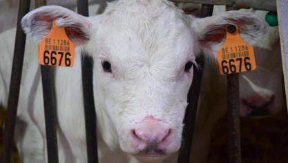Het totale bedrag van de premie per steungerechtigde zoogkoe is 181 euro.