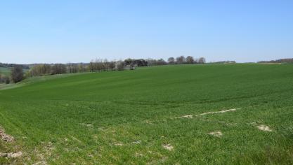 De ontwikkeling van gele roest en bladseptoria moet nu goed in de wintertarwepercelen opgevolgd worden.