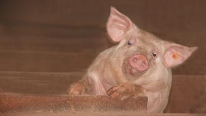 Ik ben blij dat mijn dierenarts mij overtuigd heeft om de PRRS-Monitor Vleesvarkens uit te voeren. Anders was ik blijven sukkelen met de gezondheid van mijn vleesvarkens.